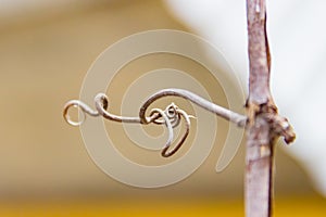 Grape vine curled tendril detail in spring. Tendril of grapes, close up macro photo image on abstract background, great photo