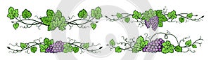 Grape vine divider bunches vintage set hand drawn wine decorations border floral grapes berry frame