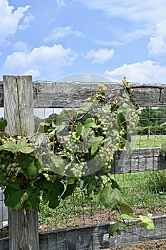 Grape Vine on Fence