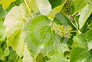 Grape vine flowers with leaves in organic vineyard