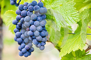 Grape-vine in a French vineyard