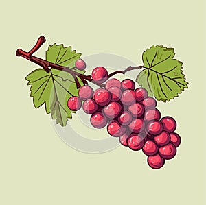 Grape vine or grape branch decorative element, vector. Isolated hanging grape twig with green leaves and red berries