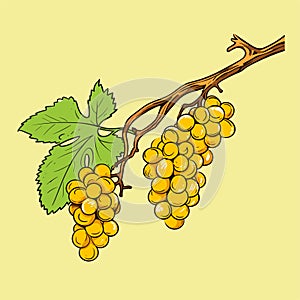 Grape vine or grape branch decorative element, vector. Isolated hanging grape twig with green leaves and yellow berries