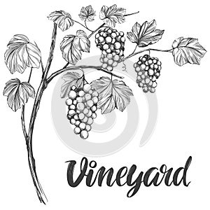 Grape vine, grape, calligraphy text hand drawn vector illustration realistic sketch