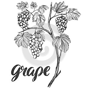 Grape vine, grape, calligraphy text hand drawn vector illustration realistic sketch