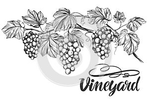 Grape vine, grape, calligraphy text hand drawn vector illustration realistic sketch
