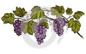 Grape vine, grape, color hand drawn vector illustration realistic sketch