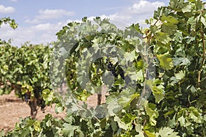 Grape vine green foliage close up