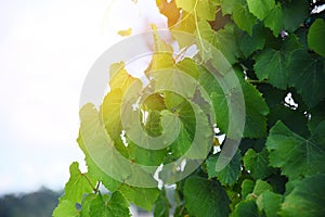 Grape vine green leaves on branch tropical plant in the vineyard nature sky summer