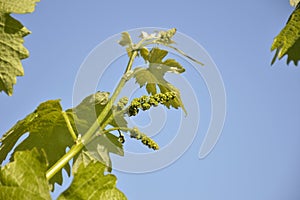 grape vine with green leaves and small ripening clusters against the blue sky