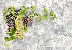 Grape vine with green leaves stone wall background