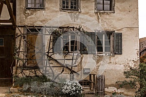 A grape vine growing in front of an old house in the Swiss countryside