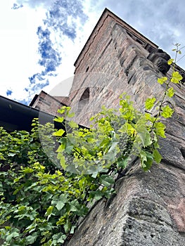 Grape vine growing up a castle tower