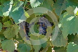 Grape vine with gruit. Ripe purple grapes with leaves