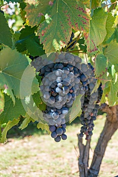 Grape vine with gruit. Ripe purple grapes with leaves