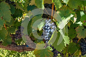 Grape vine with gruit. Ripe purple grapes with leaves photo