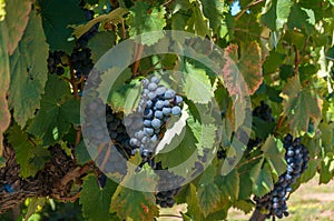 Grape vine with gruit. Ripe purple grapes with leaves photo