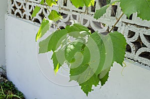 Grape Vine Hanging From Wall