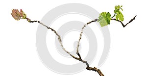 Grape vine isolated on white