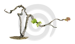 Grape vine isolated on white