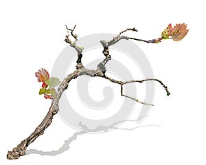 Grape vine isolated on white