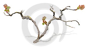 Grape vine isolated on white