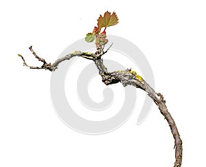 Grape vine isolated on white photo