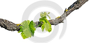 Grape vine isolated on white photo