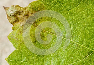 Downy mildew disease of vine