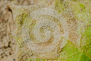 Downy mildew disease of vine