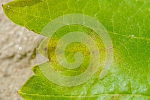 Downy mildew disease of vine