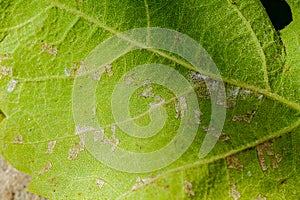 Downy mildew disease of vine