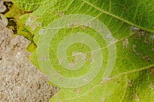 Downy mildew disease of vine