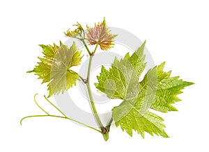 Grape vine leaf isolated white background