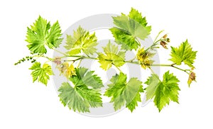 Grape vine leaf isolated white background Fresh green leaves