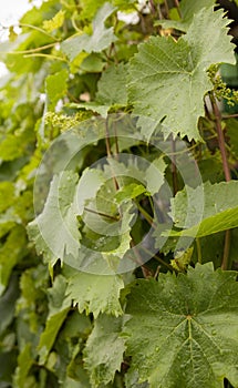 Grape vine leaves