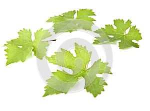 Grape Vine Leaves