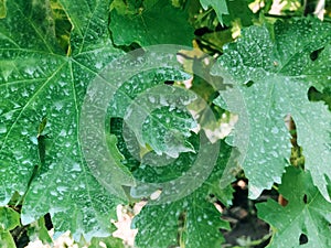 Grape vine leaves chemically treated with copper sulfate or Bordeaux mixture for plant disease prevention