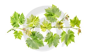 Grape vine leaves isolated white background