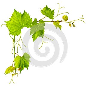 Grape vine leaves isolated on white background