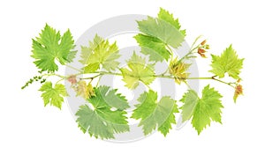 Grape vine leaves isolated on white background photo