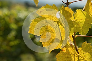 grape vine leaves in orchard
