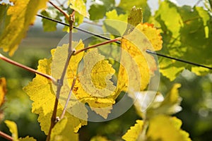 grape vine leaves in orchard