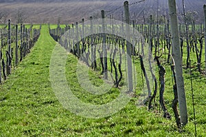 Grape vine lines in vinery in the begining of spring, Moravia.