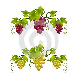 Grape vine monogram photo