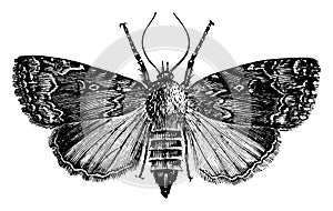 Grape Vine Moth, vintage illustration