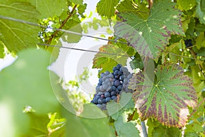 Grape vine with red grapes and berries backlit by the sun