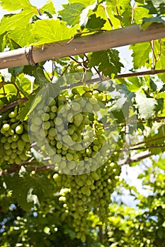 Grape-vine on Samos