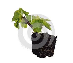 Grape vine seedling isolated