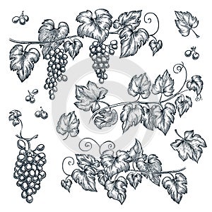 Grape vine sketch vector illustration. Hand drawn isolated design elements